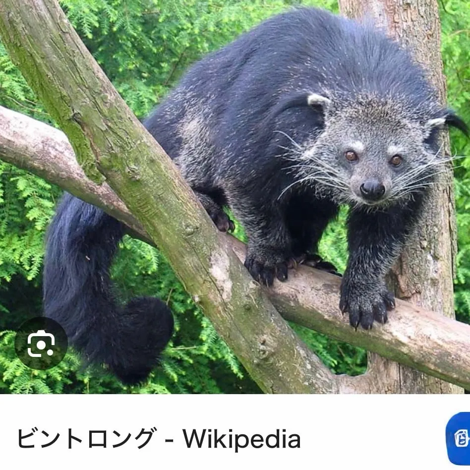未確認生物がいたのです